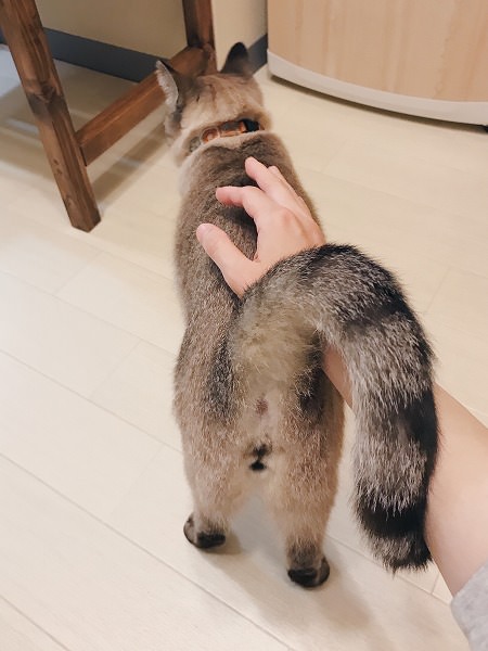 お尻を向けてトントンのおねだり