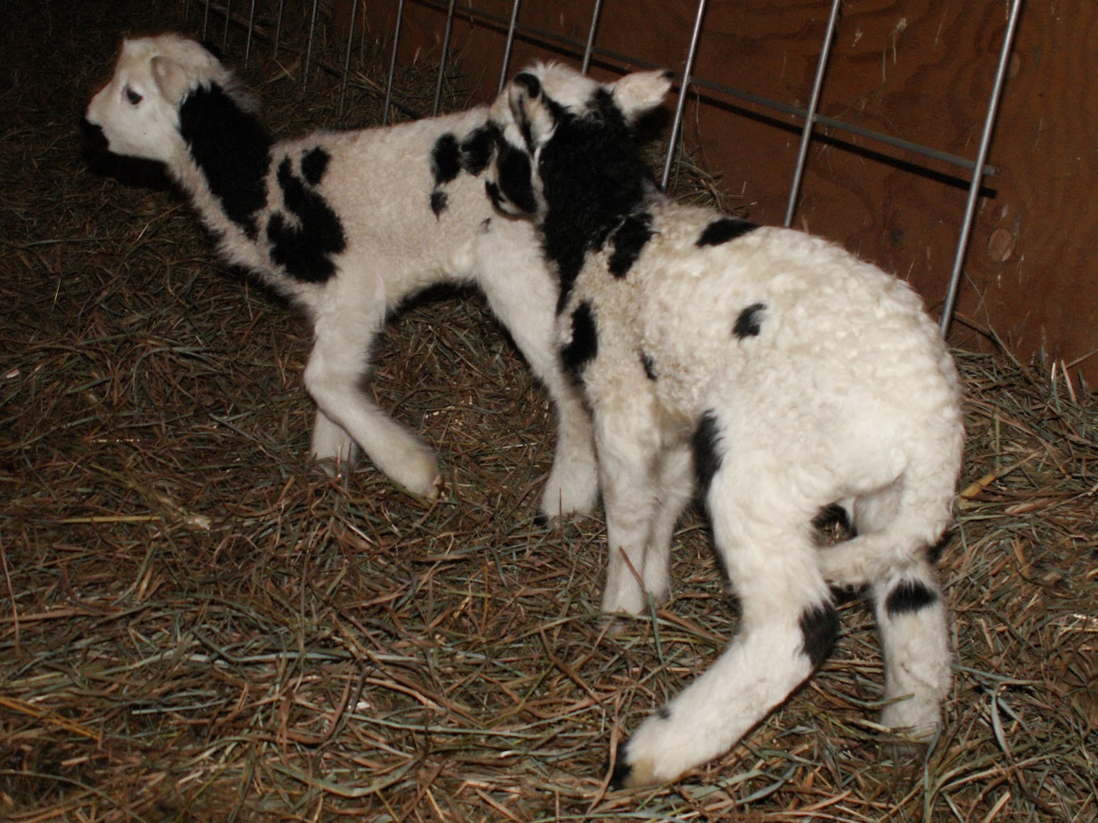 Hillspring Eco-Farm