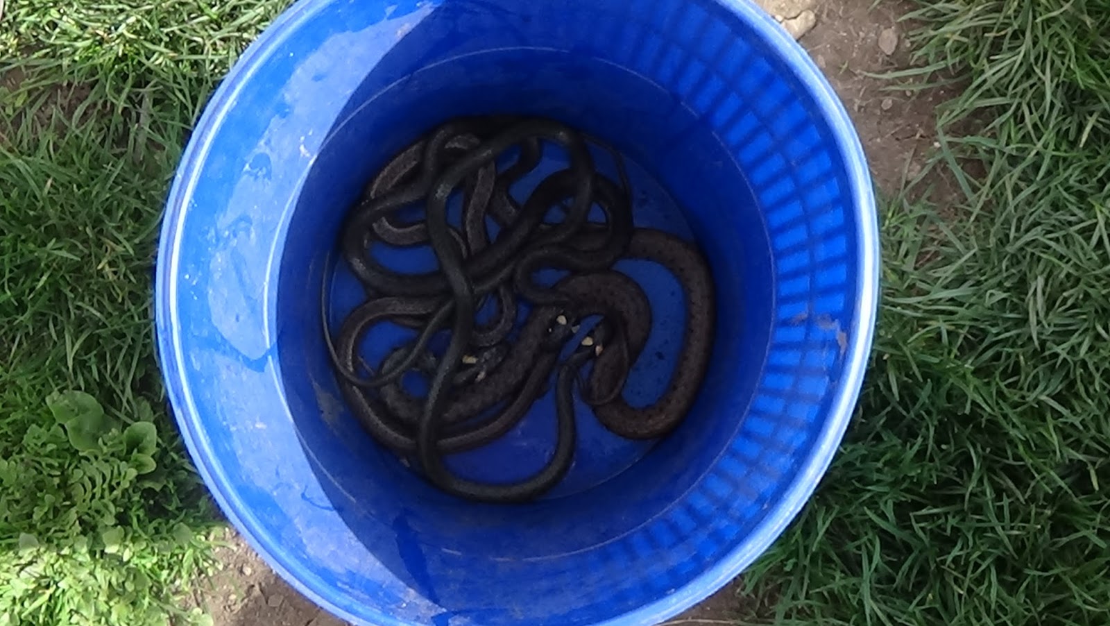 Bucketload of snakes!