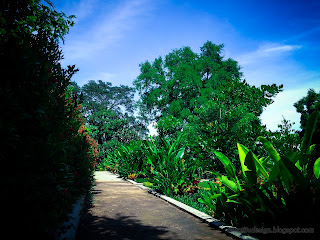 Sunny Day In The Park With Various Types Of Green Plants At Tangguwisia Village, North Bali, Indonesia