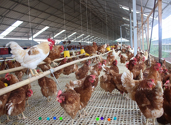 Pemeliharaan Ayam Petelur Dengan Cara Menyesejahterakan Hasilkan Telur Berkualitas Budi Laksono