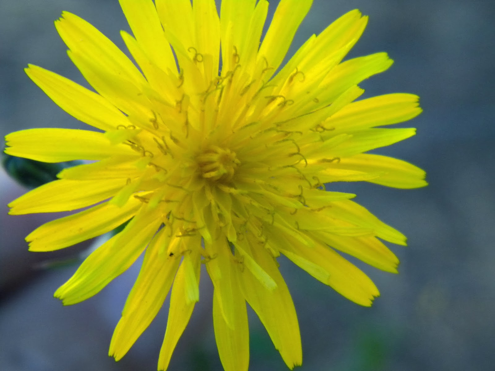 El Huerto de Tatay Cerraja o