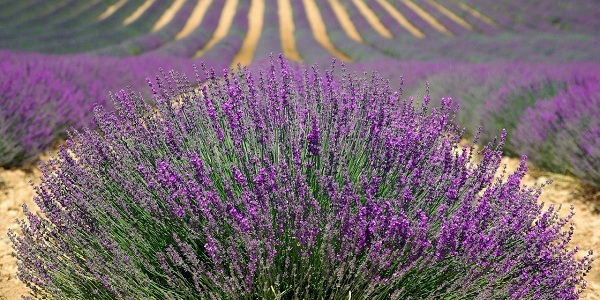 France Lavender