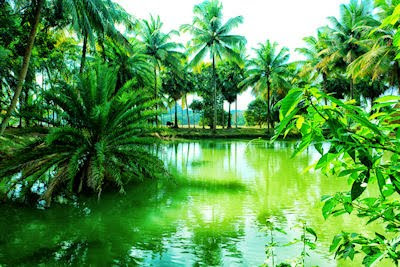 La quietud del lago en el paisaje tropical - Natural Landscapes