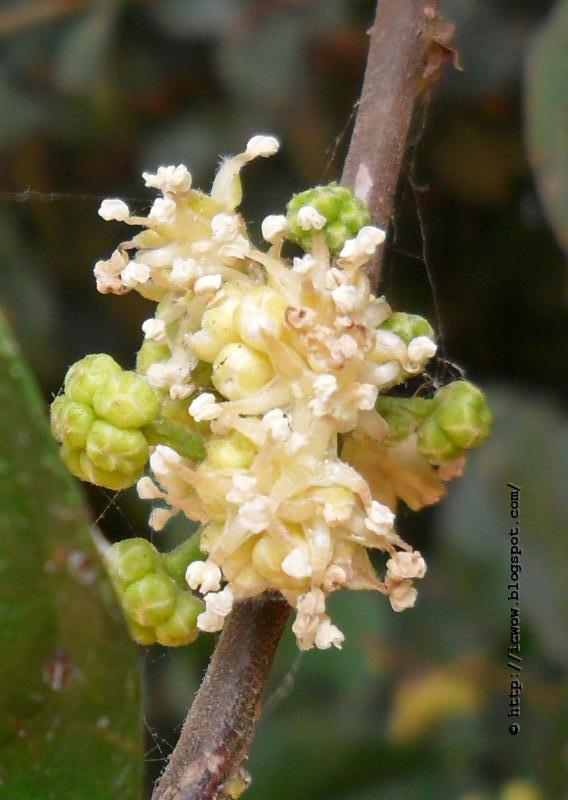 Sheora Gachh(শেওড়া গাছ) - Trophis aspera