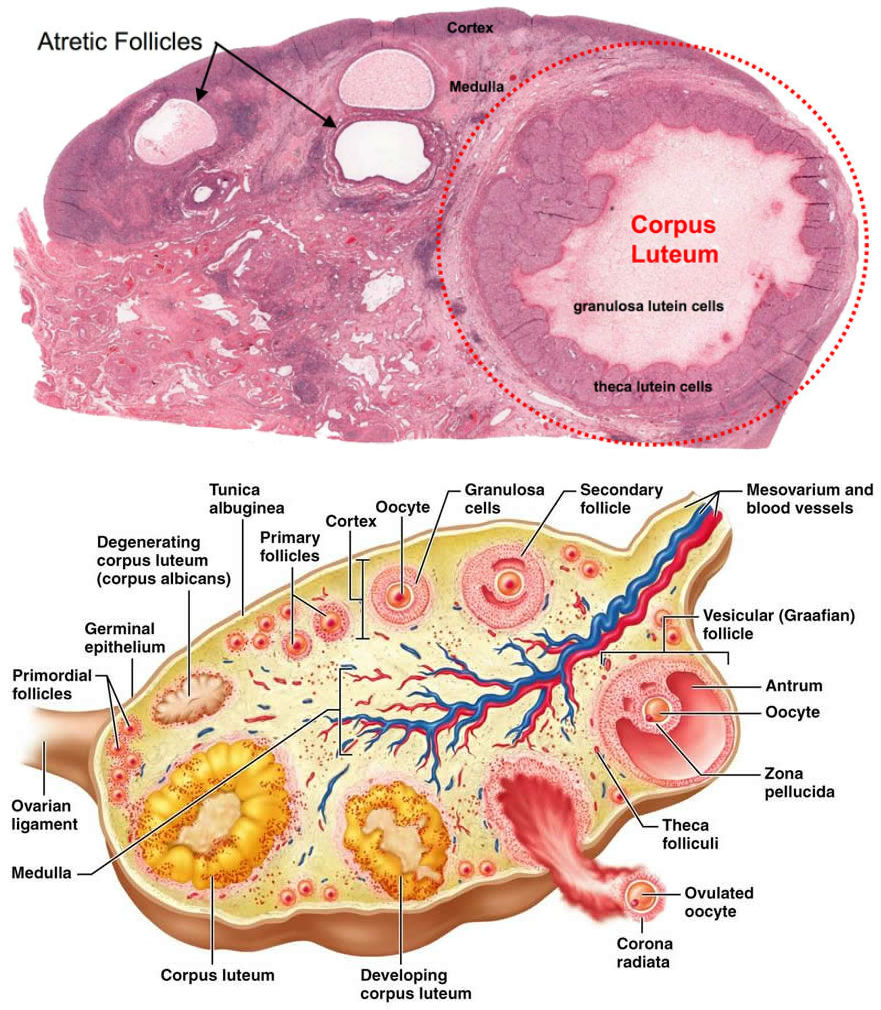 2 в яичниках образуются. Granulosa Lutein Cells of the Corpus luteum. Cortex ovarii.