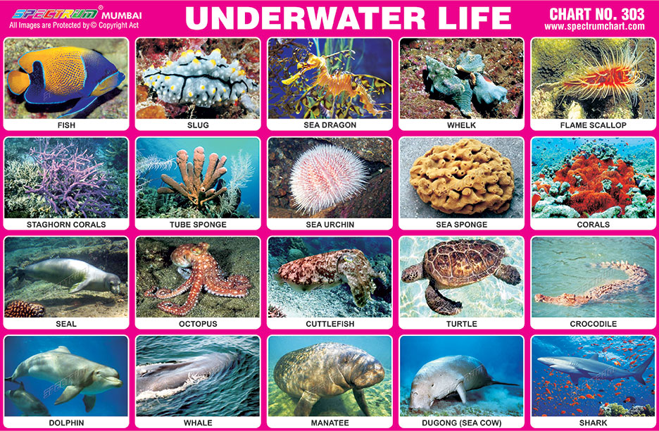 Underwater Chart