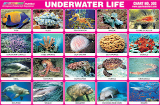 Contains images of Under water life