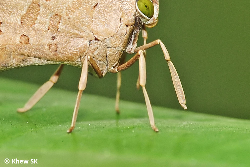 Butterflies of Singapore The Butterfly Legs