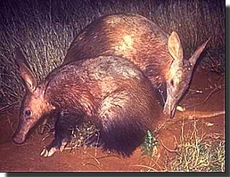 Amazing Aardvark - Aardvarks Facts, Photos, Information, Habitats, News ...