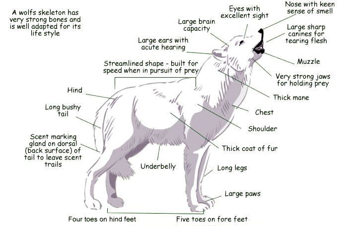Wolf Life Cycle Diagram