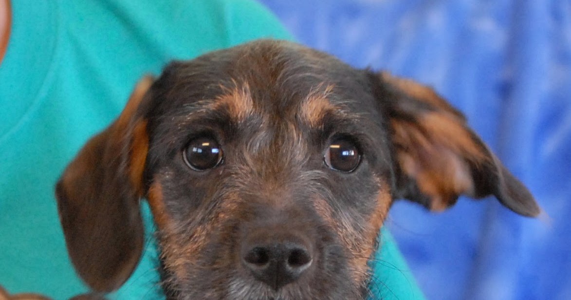 Spca Puppies Adoption San Francisco SPCA Launches Education Campaign