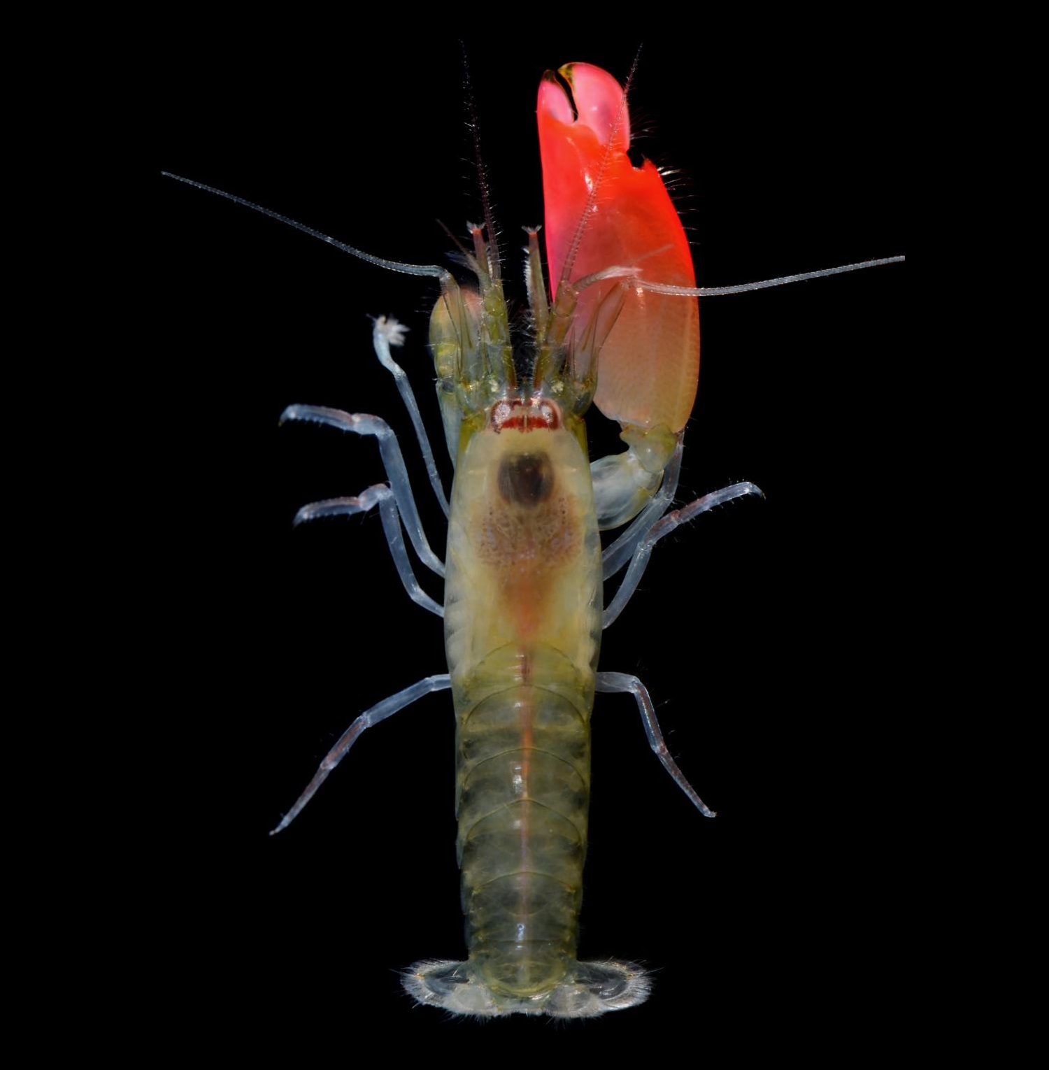 Species New to Science [Crustacea • 2017] Synalpheus pinkfloydi • A