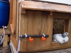 chicken watering system coop lady coops looks