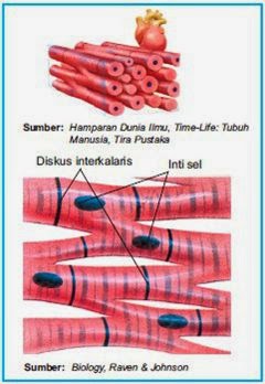 BIOLOGI TOPI BIRU: JARINGAN OTOT