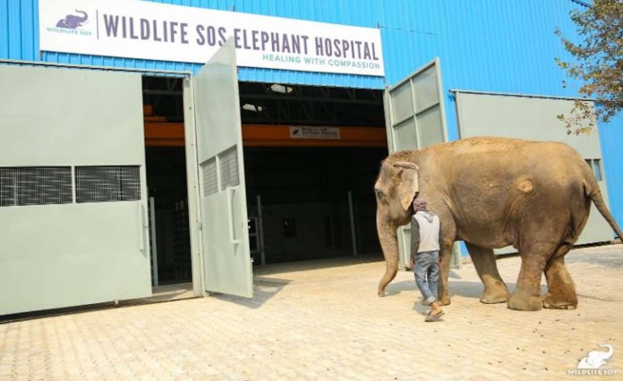 The First Elephant Hospital In India Treats Abused Elephants And Makes A Difference