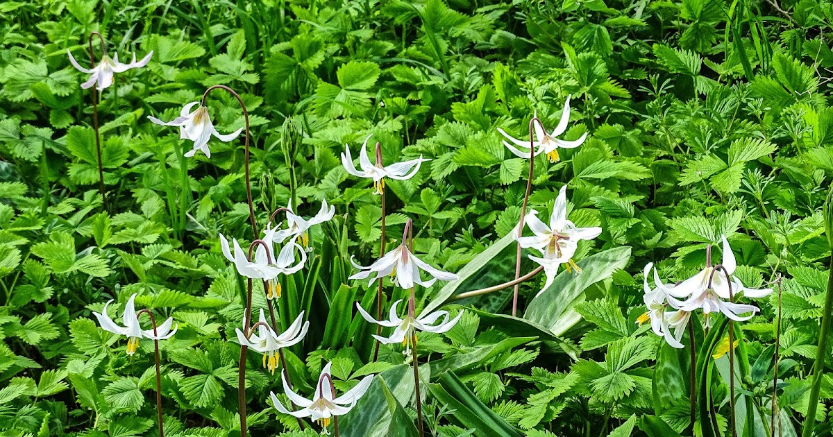 Walking Arizona The Lilies of the Field