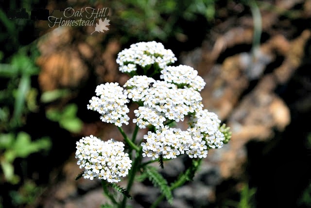A yarrow plant with white flowers growing in a field.
