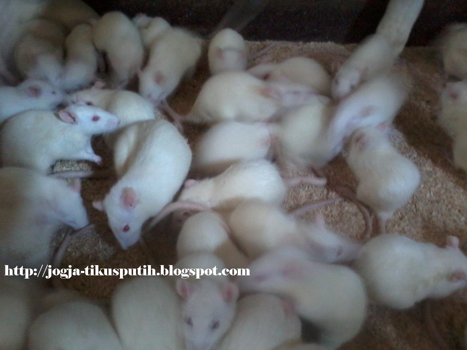 Ready Tikus Putih Penelitian Wistar Mencit Balb/C: RAT WISTAR BETINA ...