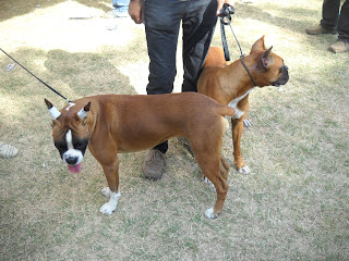 boxer dog ahmedabad