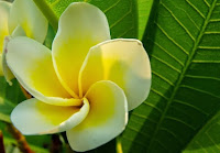 Bunga Kamboja Untuk Pengobatan