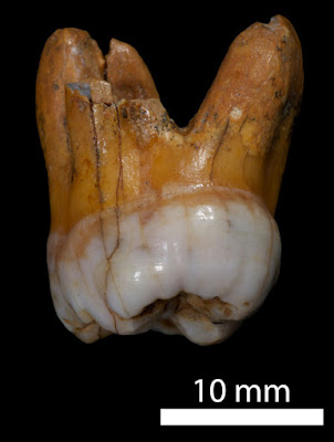 Ancient teeth reveal more about mysterious Denisovans