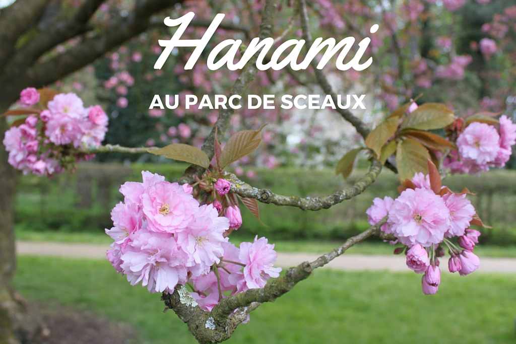 Hanami au Parc de Sceaux