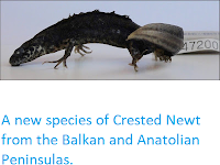 http://sciencythoughts.blogspot.co.uk/2013/08/a-new-species-of-crested-newt-from.html