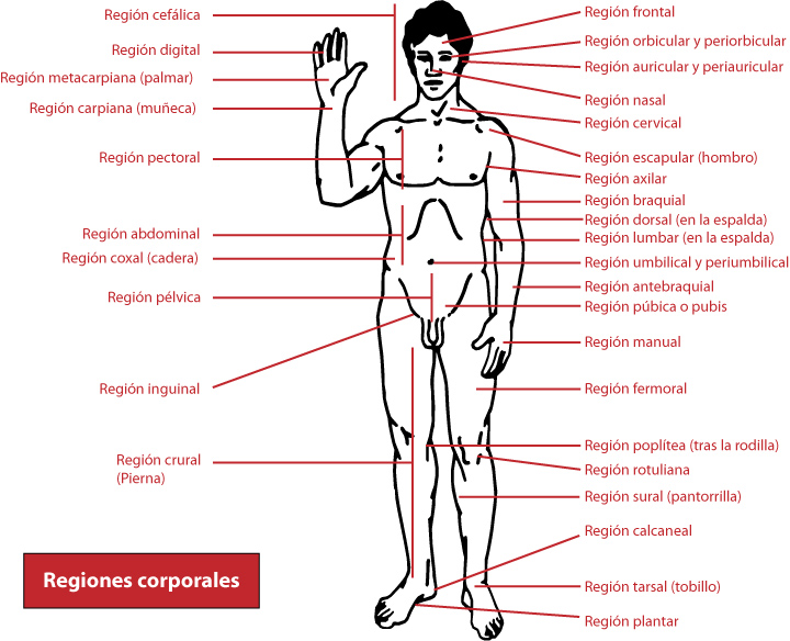 Regiones corporales; Regiones del Cuerpo Regiones corporales; Regiones del Cuerpo