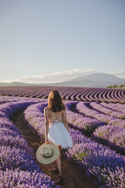 Ý Nghĩa Của Hoa Oải Hương (Lavender) Là Gì? - Ảnh 3 Ý Nghĩa Của Hoa Oải Hương (Lavender) Là Gì? - Ảnh 3
