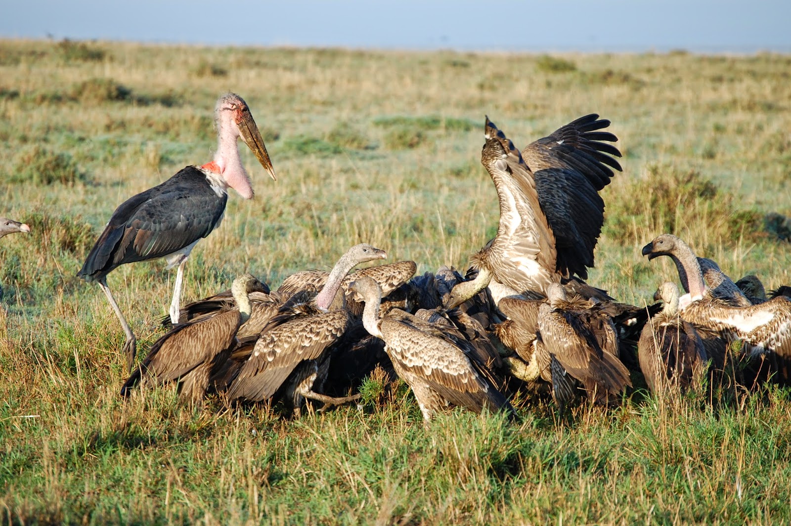 Notes From Kenya: MSU Hyena Research: SOUNDS OF KENYA: Vulture Scramble
