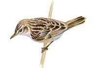 https://www.xeno-canto.org/sounds/uploaded/BVNMVEKEHF/XC142812-Zitting%20Cisticola%20%28Graszanger%29%20molenmeers%2028.05.2007%20a.mp3