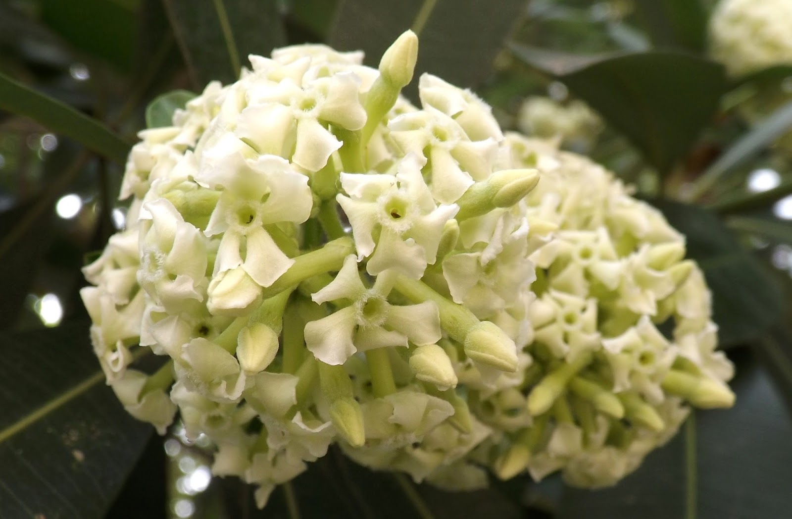 Hydrange Tree Random Yellow Leaves Ask An Expert