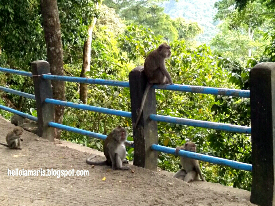 Apa Sih Sebenarnya Yang Jadi Daya Tarik Monyet Apa Sih Sebenarnya Yang Jadi Daya Tarik Monyet