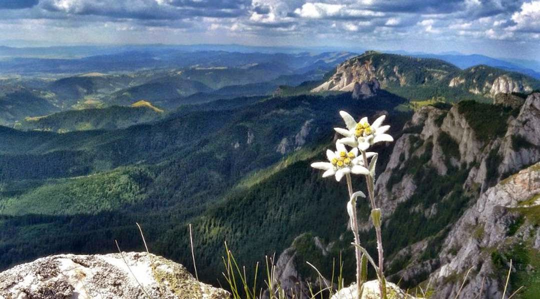 Flor de edelweis en la alta montaña