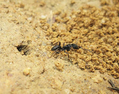 Nest opening of Odontoponera transversa