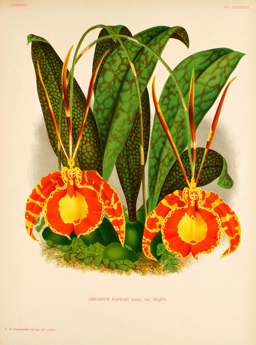 The Butterfly Orchid Psychopsis Papilio The Garden Of Eaden