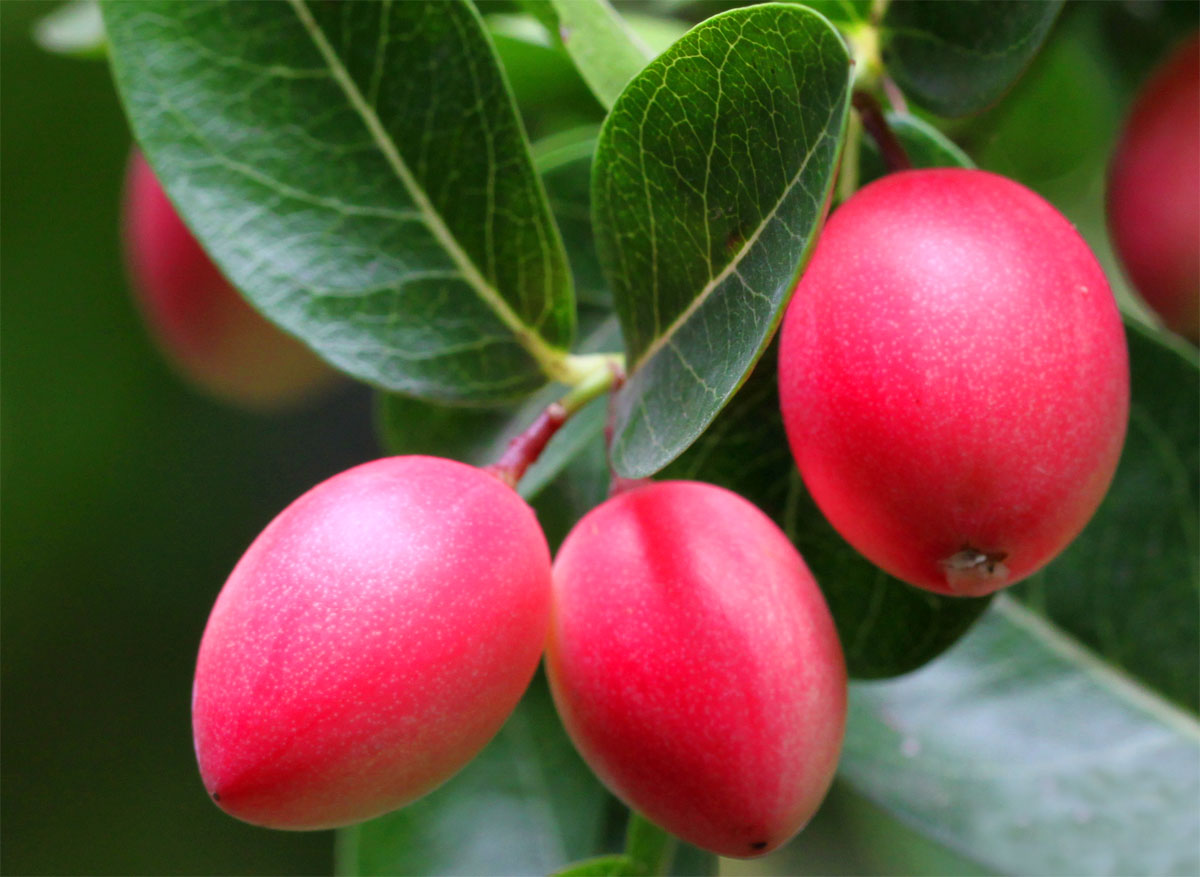 Koromcha or Caronda Germination ,Growing ,Care, Use and its Surprising ...