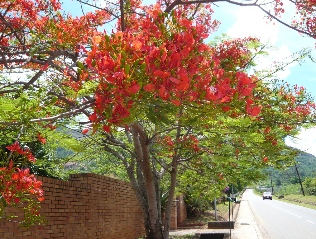 Ephoto Ezulwini November 2017