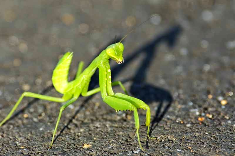 Ryukyu Life: A Praying Mantis: Kamakiri (カマキリ) in Japan