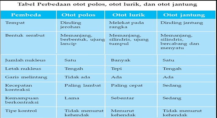 Tabel Perbedaan Otot Rangka Otot Polos Otot Jantung Tips Membedakan
