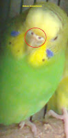 female budgerigar determination