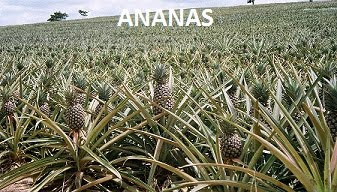 ananasın faydaları nelerdir, ananas nelere iyi gelir