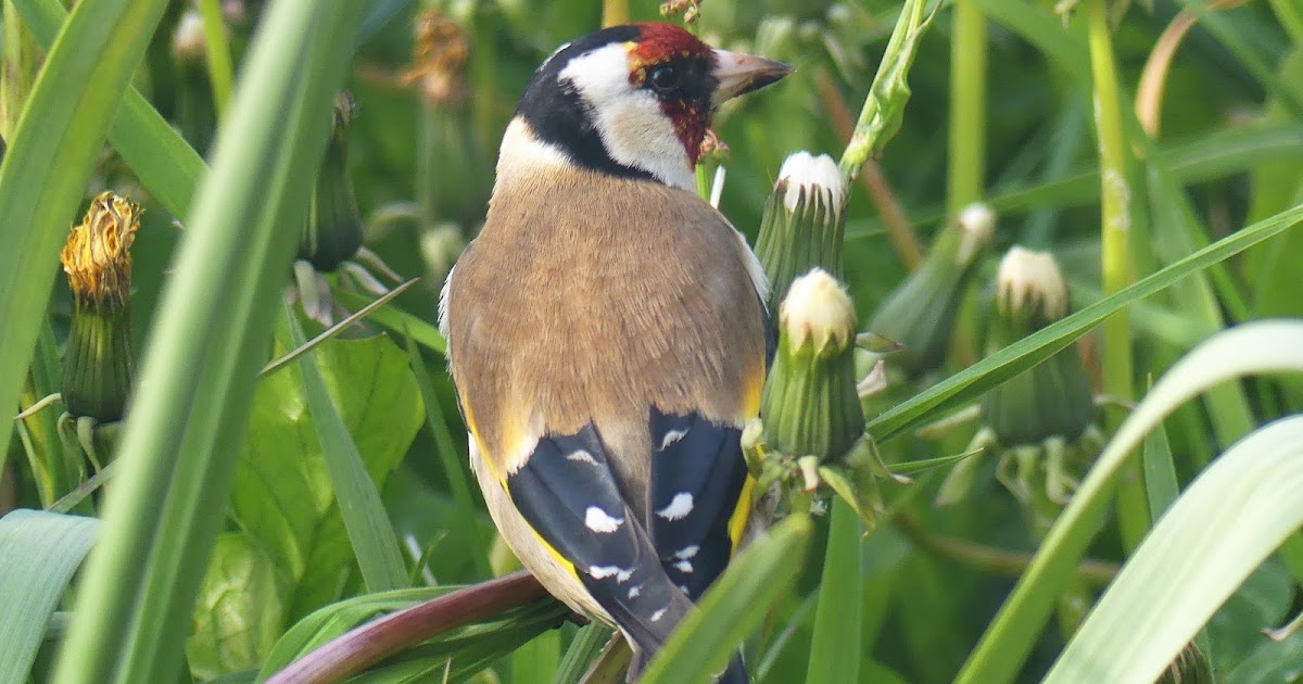 Pigeon Fever Uitgebloeid