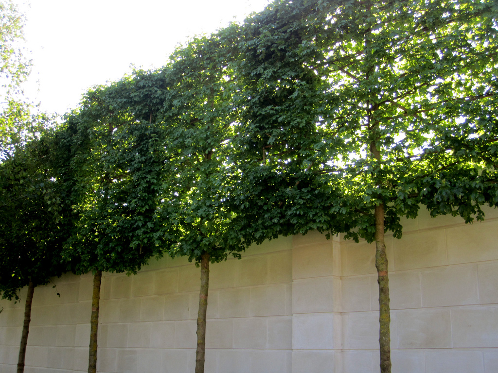 Modern Shrubs For Screening Privacy for Small Space