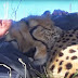 He Was Taking A Nap On The Ground When A Cheetah Appeared And Did The Strangest Thing.