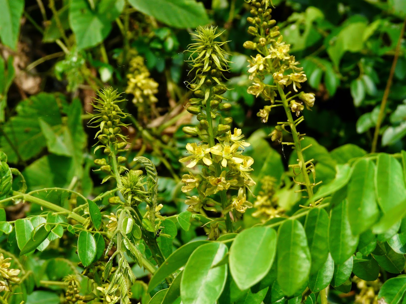 Shrubs Meaning In Marathi Gratuit Photoeva