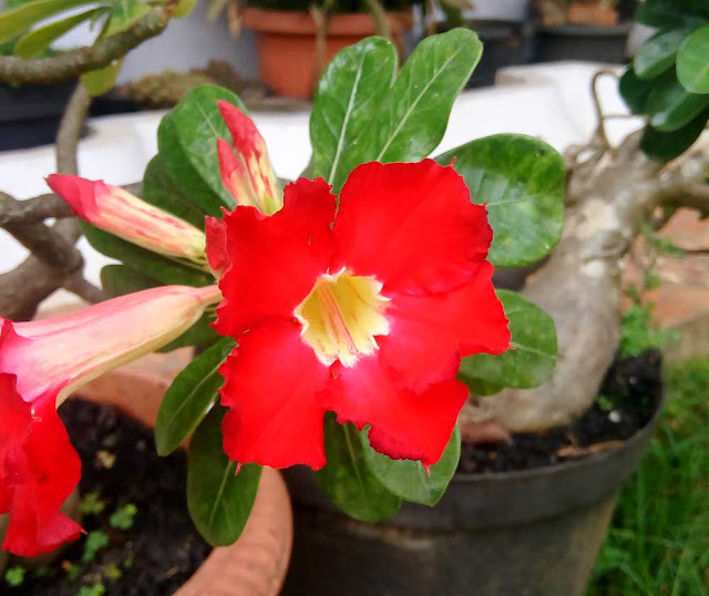 Red Adenium Blooms