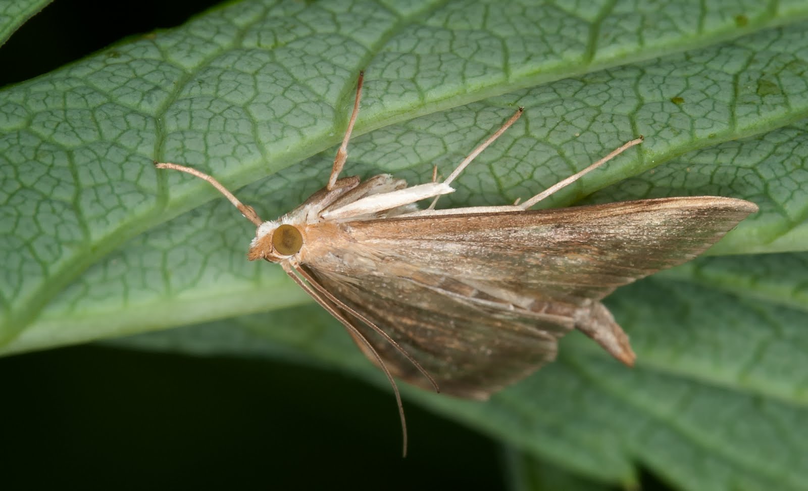 Zen Through a Lens: Marvelous Moths
