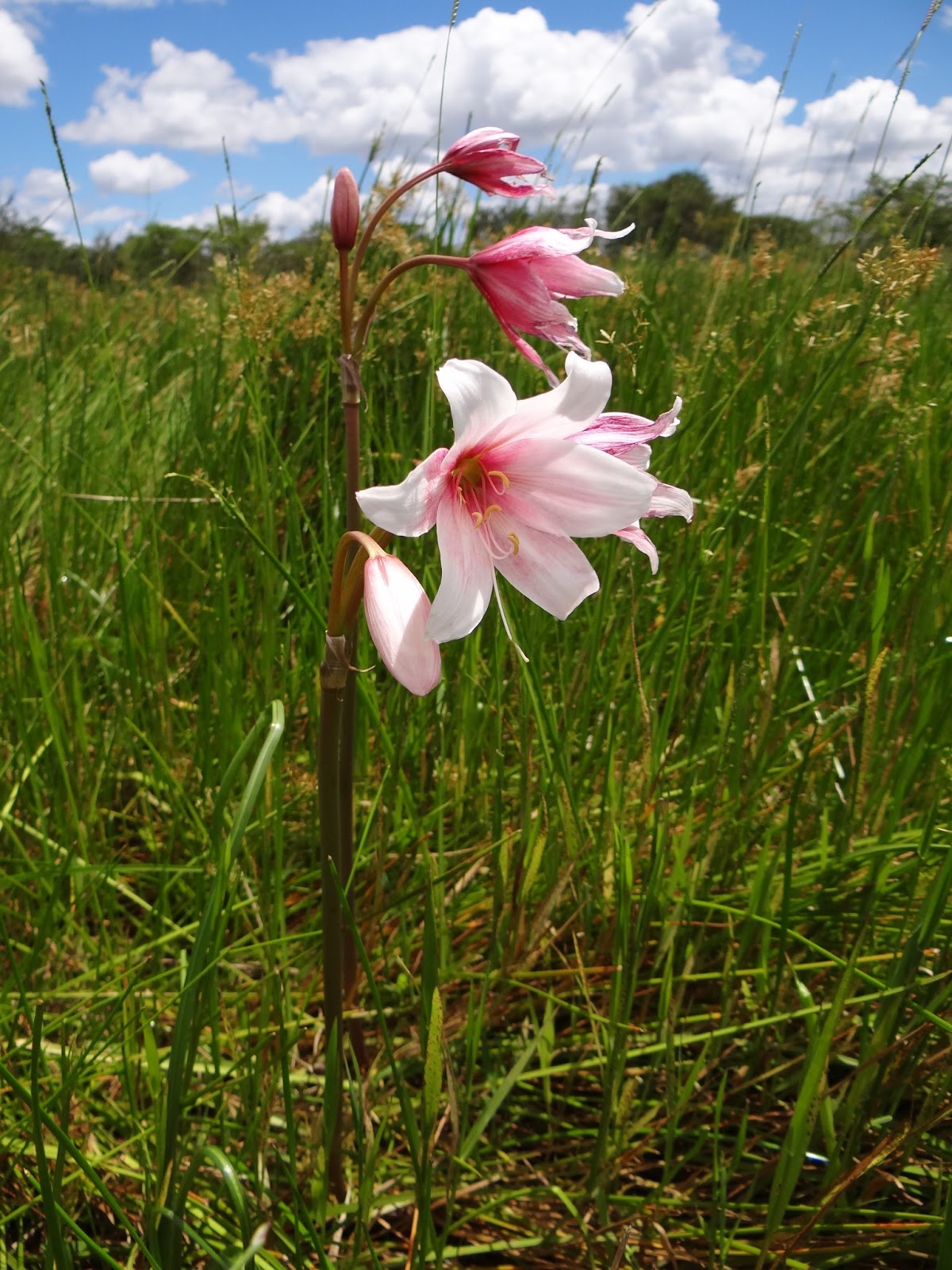 Caerulean Skies Summer Flowering South African Bulbs